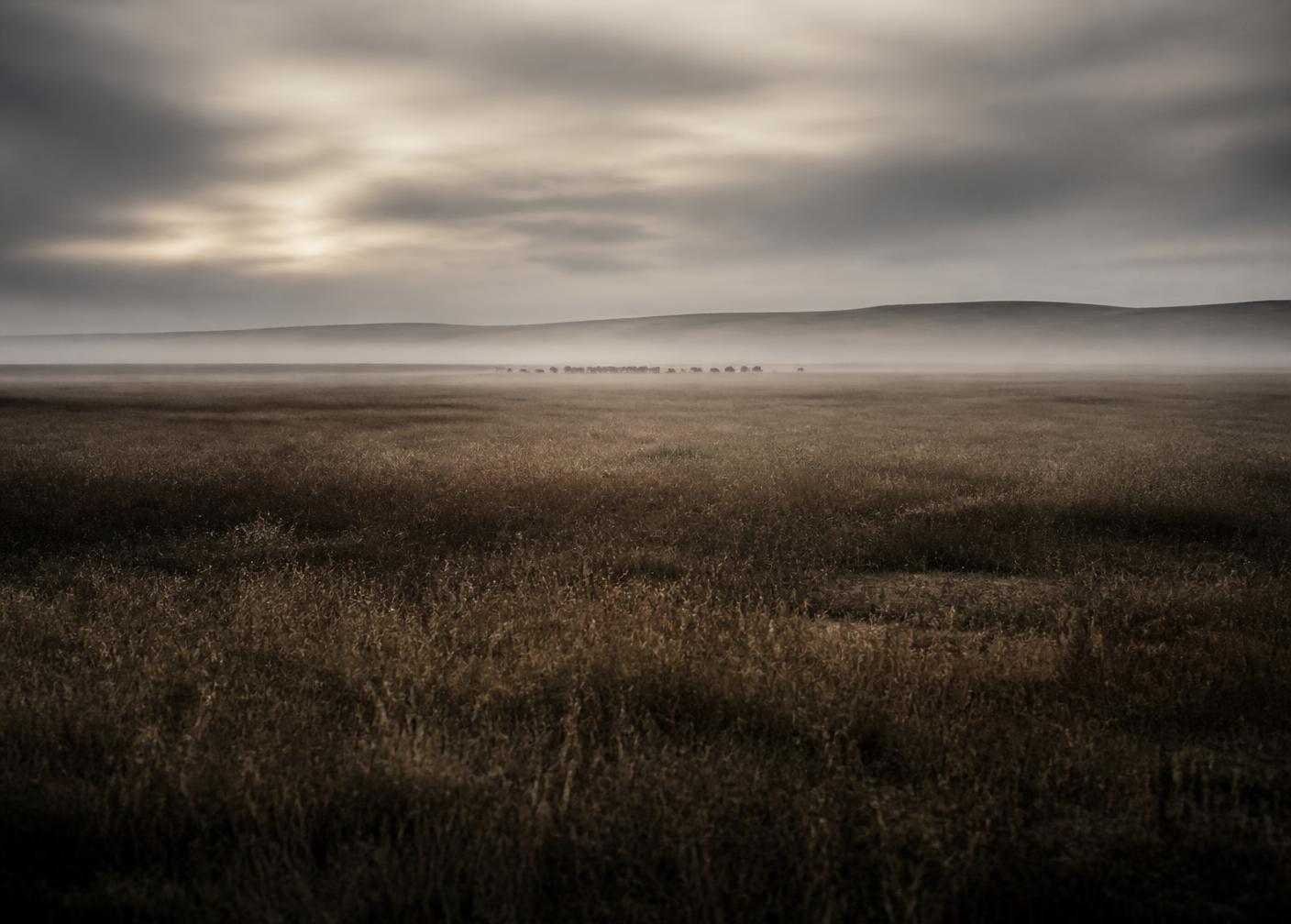Open prairie under mist at first light